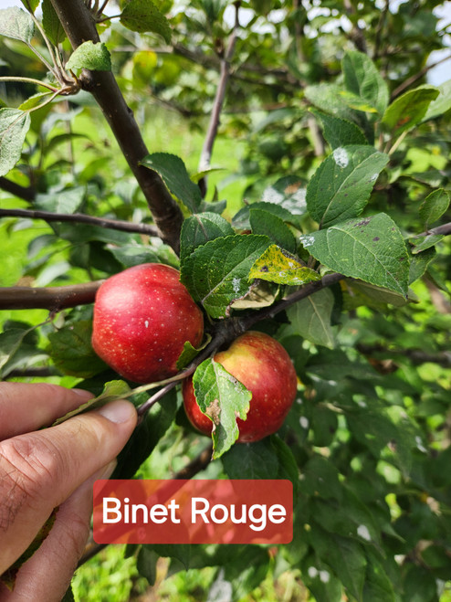 Binet Rouge Custom Benchgraft