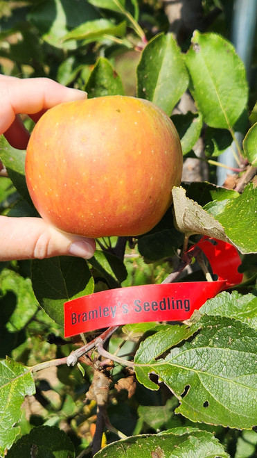 Bramley's Seedling Custom Benchgraft