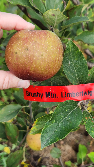 Brushy Mtn Limbertwig Custom Benchgraft