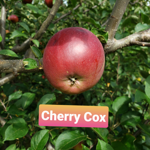 Cherry Cox Custom Benchgraft