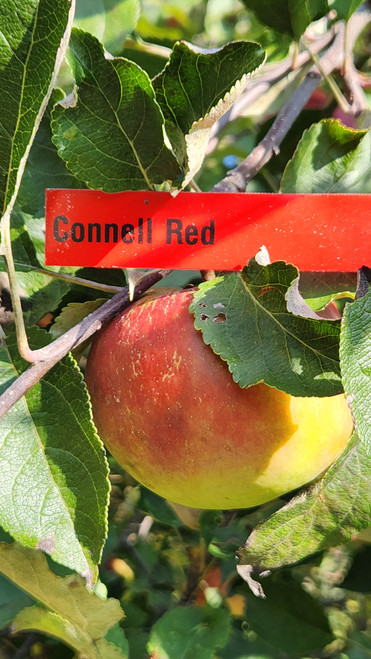 Connell Red Custom Benchgraft