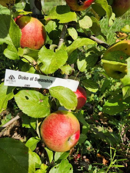 Duke of Devonshire Custom Benchgraft