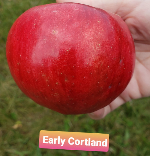 Early Cortland Custom Benchgraft