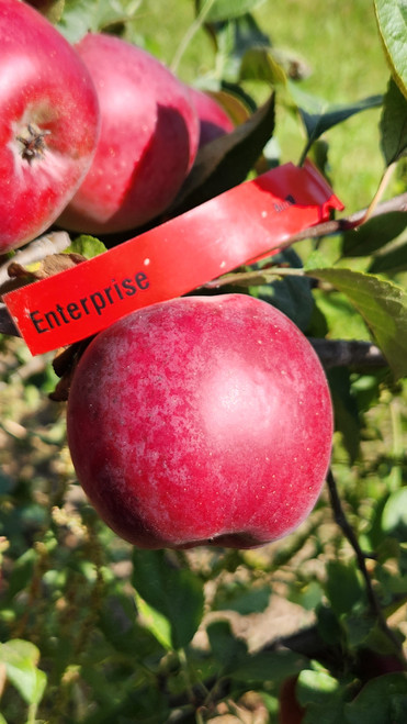 Enterprise Custom Benchgraft