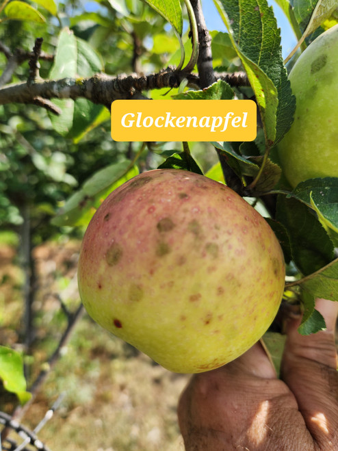Glockenapfel Custom Benchgraft