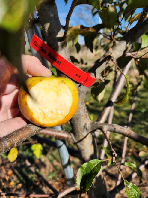 Golden Russet Custom Benchgraft