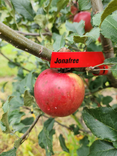 Jonafree Custom Benchgraft