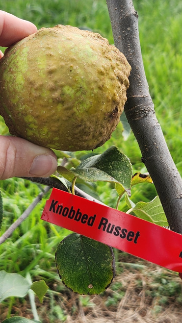 Knobbed Russet Custom Benchgraft