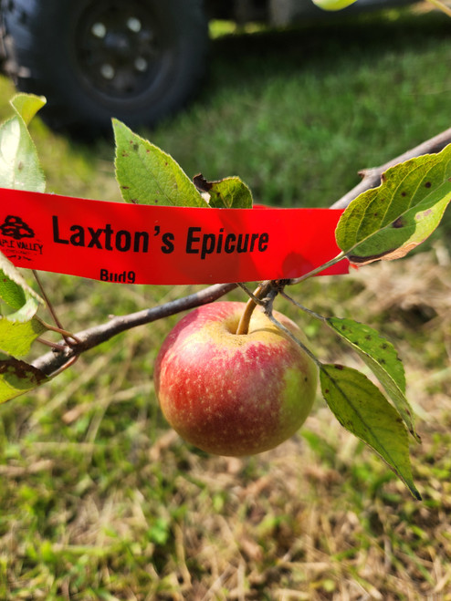 Laxton's Epicure Custom Benchgraft