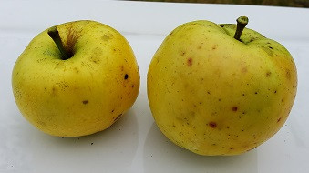 Lords Seedling Custom Benchgraft