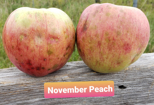 November Peach Custom Benchgraft