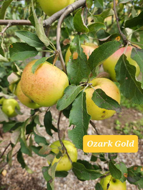 Ozark Gold Custom Benchgraft