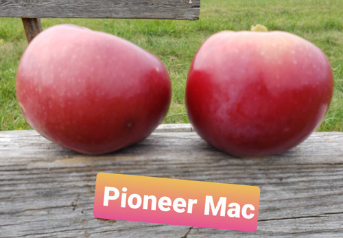Pioneer Mac Custom Benchgraft
