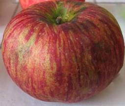 Red St. Lawrence Custom Benchgraft