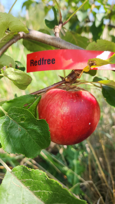 Redfree Custom Benchgraft