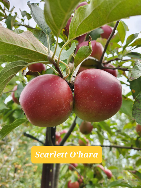 Scarlet O'Hara Custom Benchgraft