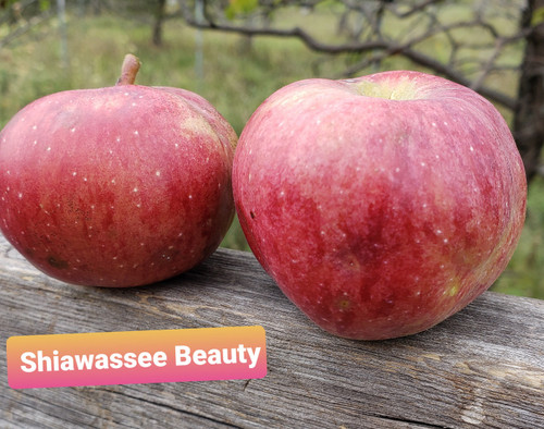 Shiawassee Beauty Custom Benchgraft
