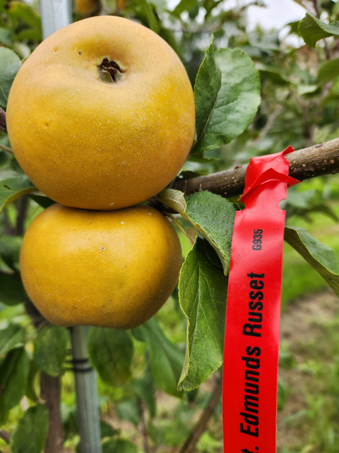 St. Edmunds Russet Custom Benchgraft