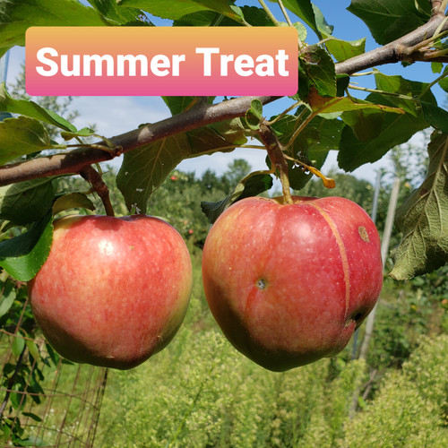 Summer Treat Custom Benchgraft