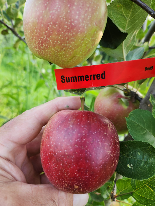 Summerred Custom Benchgraft
