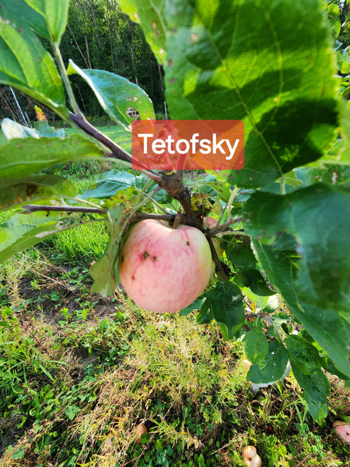 Tetofski Custom Benchgraft