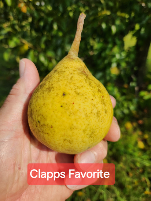Clapps Favorite Custom Benchgraft