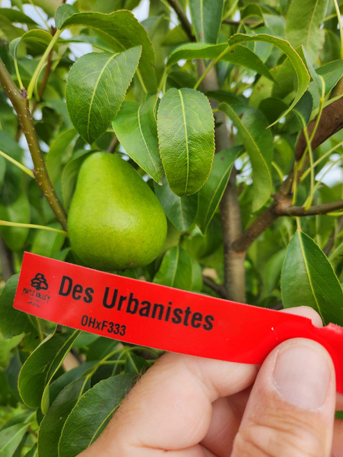 Des Urbanistes Custom Benchgraft