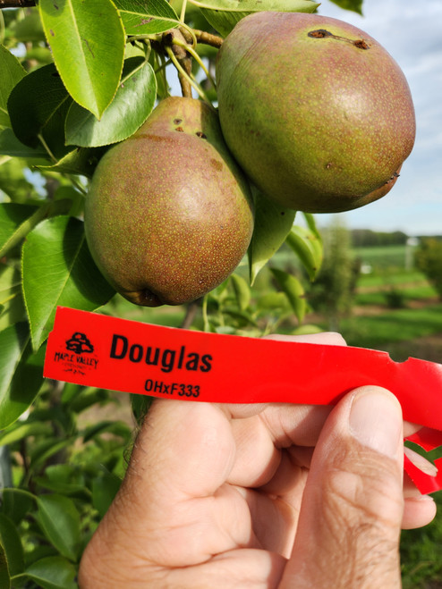 Douglas Custom Benchgraft