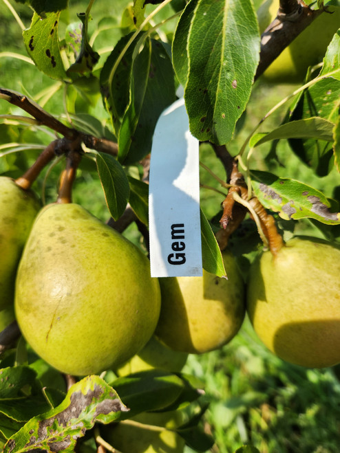 Gem Custom Benchgraft