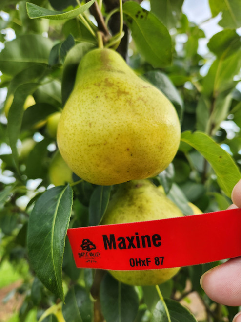Maxine Custom Benchgraft