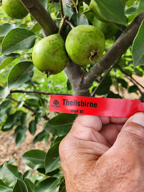 Theilsbirne Custom Benchgraft