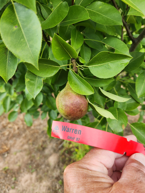 Warren Custom Benchgraft