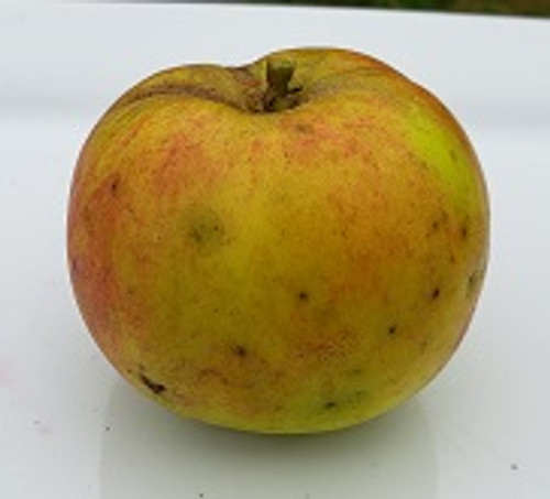 Canada Reinette Custom Benchgraft