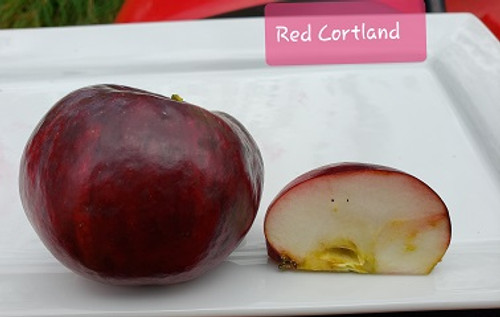 Red Cortland Custom Benchgraft