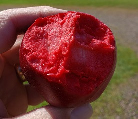 Almata Apple Tree