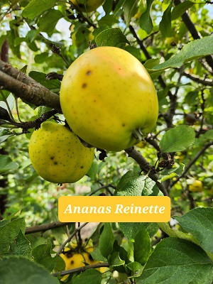 Ananas Reinette Apple Tree
