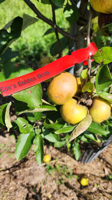 Coe's Golden Drop Apple Tree