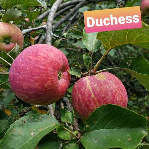 Duchess of Oldenburg Apple Tree