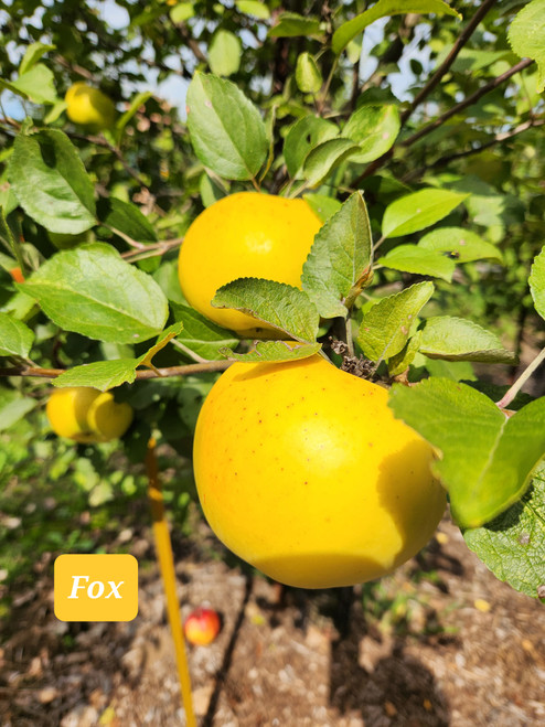 Fox Apple Tree