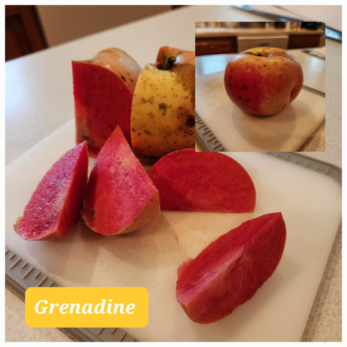 Grenadine Apple Tree