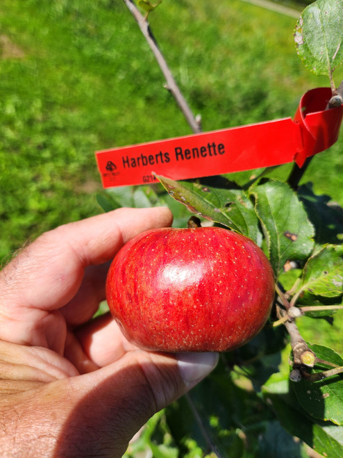 Harbert's Reinette Apple Tree