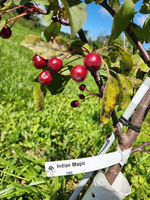 Indian Magic Apple Tree