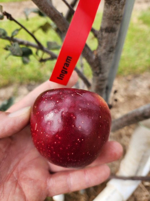 Ingram Apple Tree