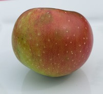 Minkler Molasses Apple Tree