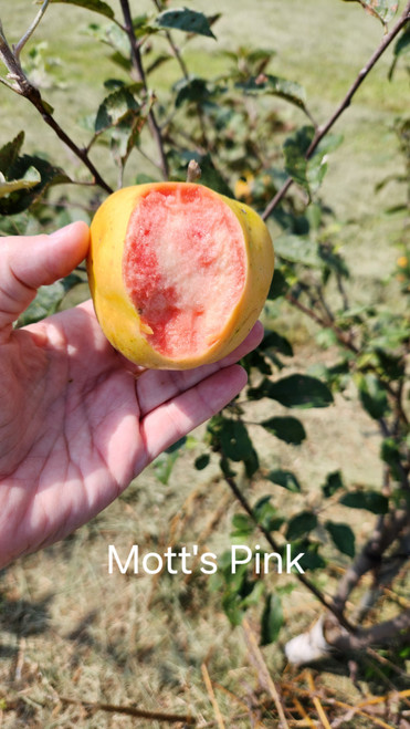 Mott's Pink Apple Tree