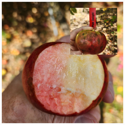 Pink Delight Apple Tree