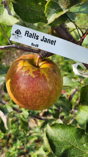 Ralls Janet Apple Tree