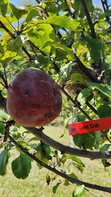 Red Giant Crab Apple Tree