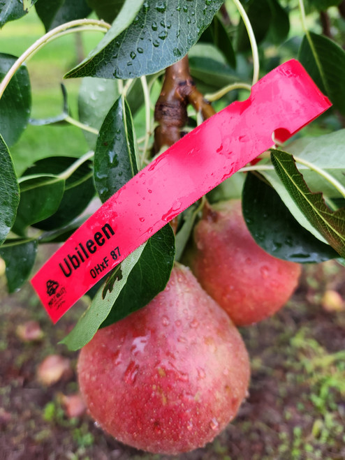 Ubileen Pear Tree