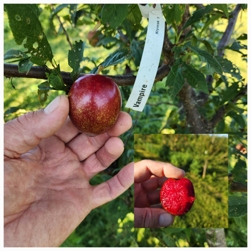 Vampire Plum Tree